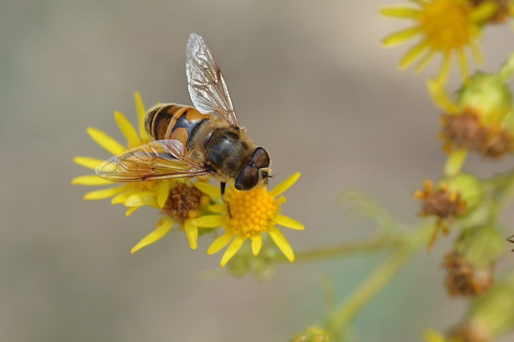 Abeja de Campo del Agua, Villafranca del Bierzo, El Bierzo, León, Castilla y León, España.