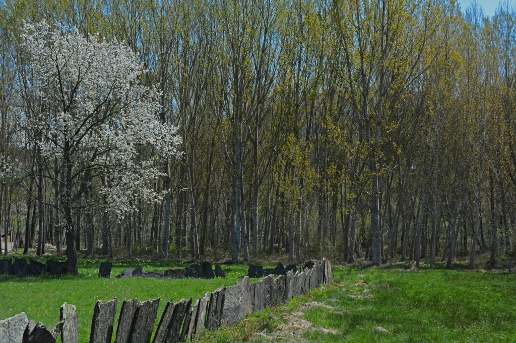 Valla de losas de pizarra junto a los álamos cercanos al río Cúa a su paso por Vega de Espinareda, El Bierzo, León, Castilla y León, España.