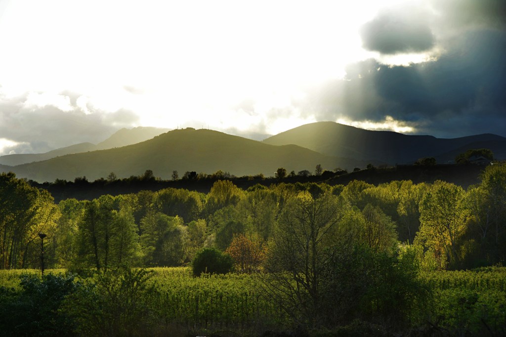 Rayos de sol tras la tormenta incidiendo sobre los chopos en Carracedo del Monasterio, Carracedelo, El Bierzo, León, Castilla y León, España.