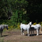SERIE : PARAÍSOS CERCANOS 21. EL BIERZO (5). CAMPO DEL AGUA (1)