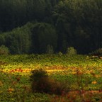 SERIE : PARAÍSOS CERCANOS 34. EL BIERZO (13). CACABELOS (3)