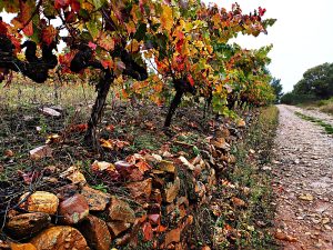 Vides en espaldera en Arganza después de un aguacero otoñal, El Bierzo, León, Castilla y León, España.