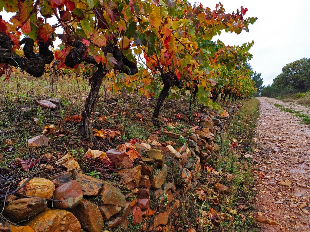 Vides en espaldera en Arganza después de un aguacero otoñal, El Bierzo, León, Castilla y León, España.