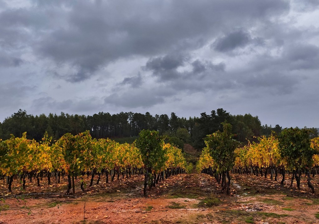 Vides en Arganza, El Bierzo, León, Castilla y León, España.