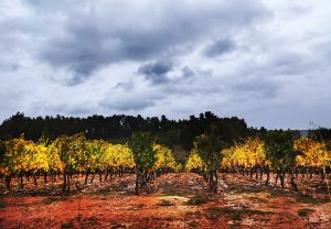 Vides en las inmediaciones de Arganza, El Bierzo, León, Castilla y León, España.