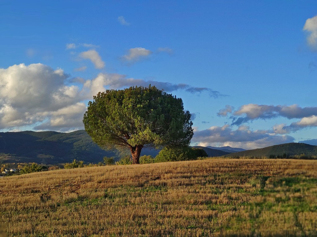 Ejemplar de pino en Cacabelos, EL Bierzo, León, Castilla y León, España.