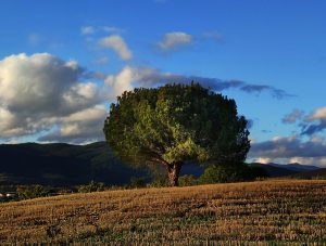Ejemplar de pino en Cacabelos, EL Bierzo, León, Castilla y León, España.