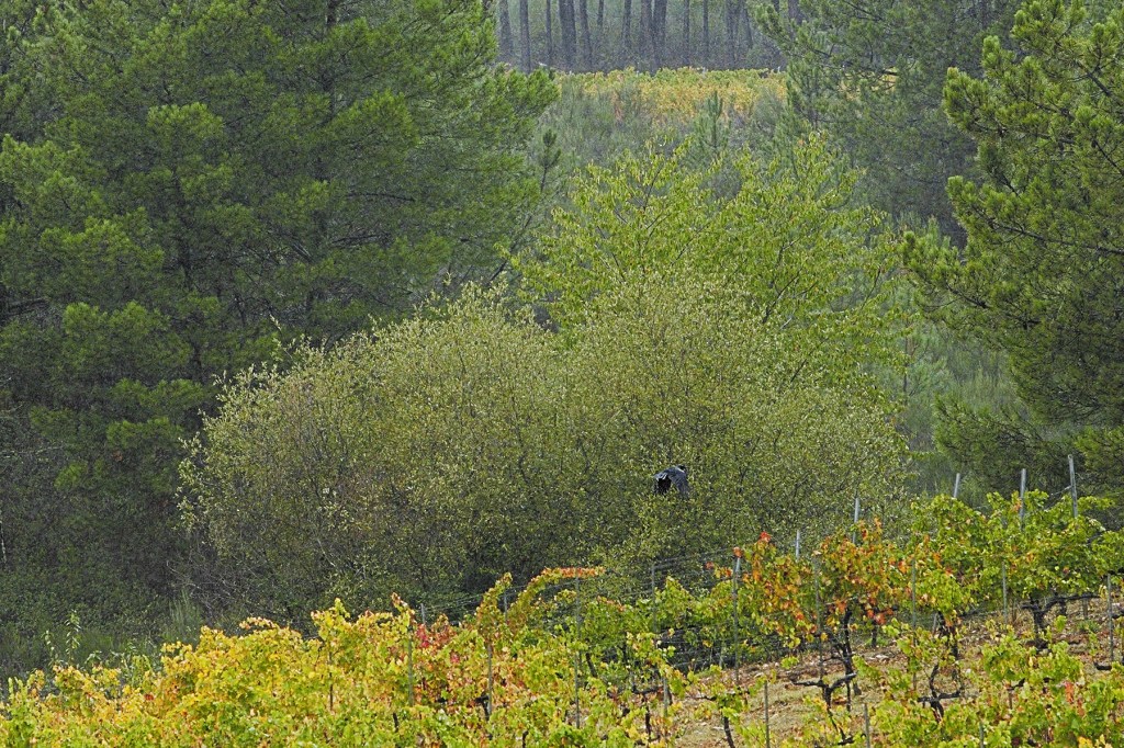 Multitud de conceptos en esta toma en las cercanías de Arganza, El Bierzo, León, Castilla y León, España.