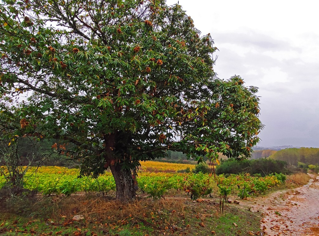 Castaños y vides amarillas en Arganza, El Bierzo, León, Castilla y León, España.