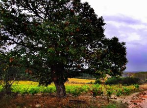 Castaños y vides amarillas en Arganza, El Bierzo, León, Castilla y León, España.