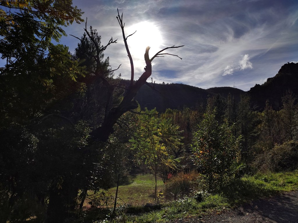 Contraluz en el paraje de Los Puliñeiros, Villabuena, Cacabelos, El Bierzo, León, Castilla y León, España.