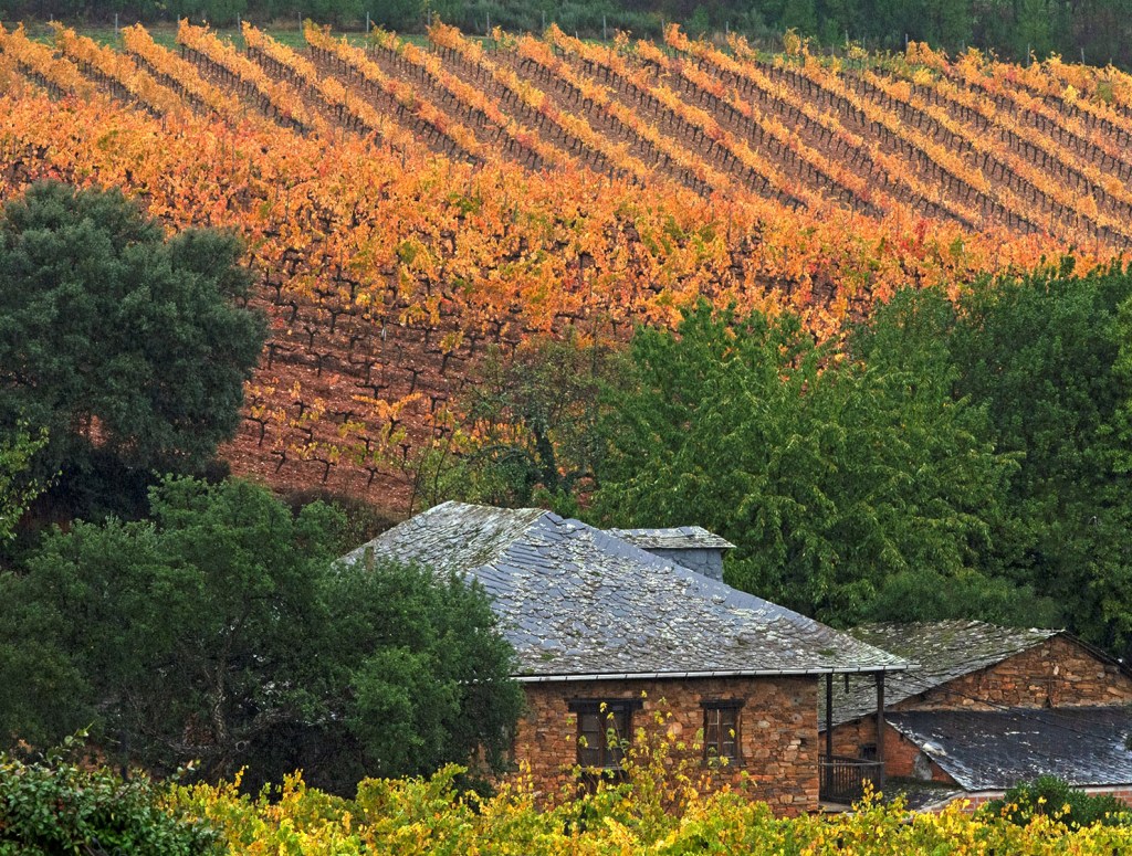 Vides en espaldera y casas de Canedo, Arganza, El Bierzo, León, Castilla y León, España.