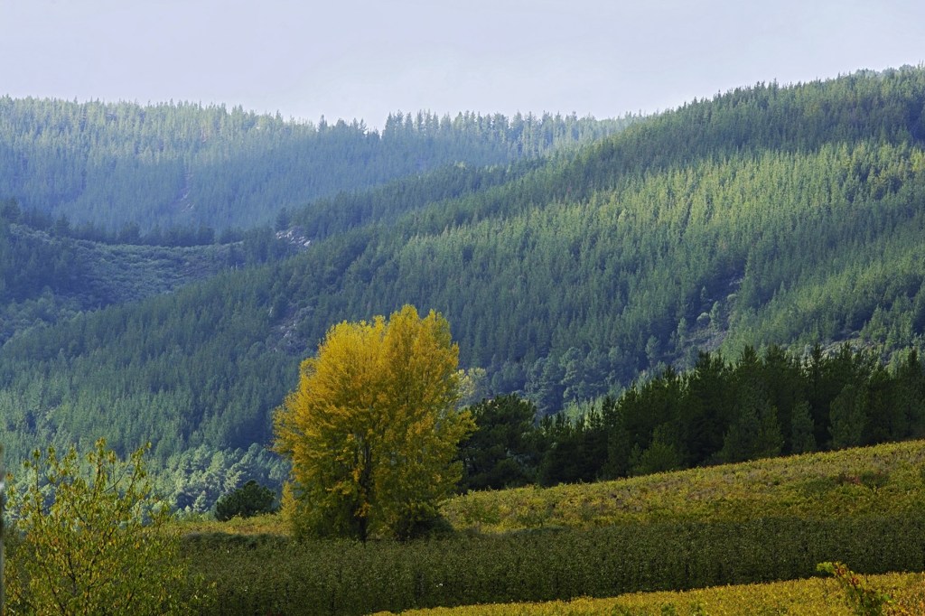 Árbol de otoño efímero en las cercanías de Canedo, Arganza, El Bierzo, León, Castilla y León, España.