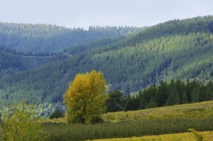 Árbol de otoño efímero en las cercanías de Canedo, Arganza, El Bierzo, León, Castilla y León, España.