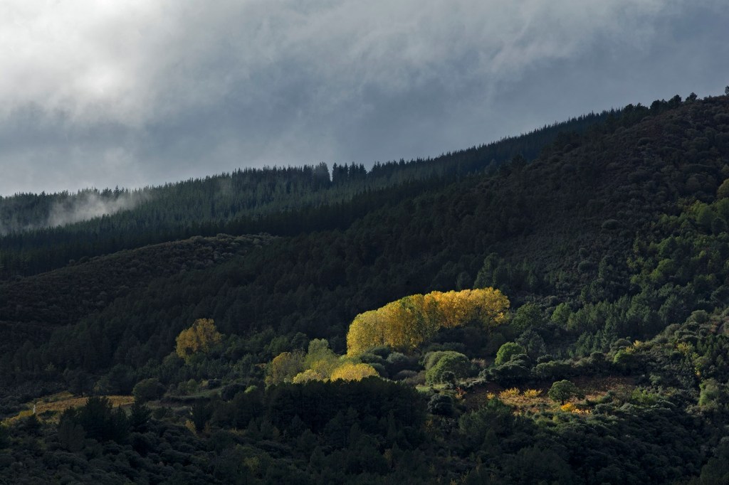 Pequeñas masas de álamos amarillos se extienden por Villabuena, Cacabelos, El Bierzo, León, Castilla y León, España.