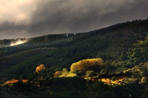 Pequeñas masas de álamos amarillos se extienden por Villabuena, Cacabelos, El Bierzo, León, Castilla y León, España.
