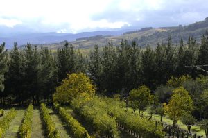 En las Inmediaciones de Quilós, Cacabelos, El Bierzo, León, Castilla y León, España.