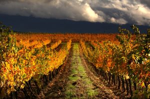 Vides en espaldera en Cacabelos, El Bierzo, León, Castilla y León, España.