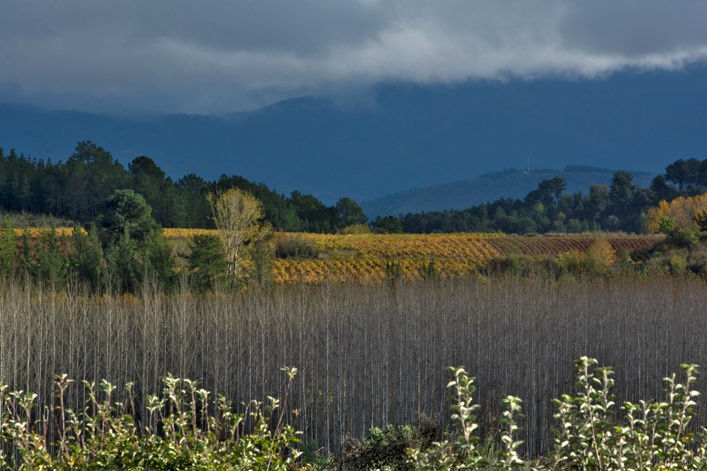 Franjas naturales en una vista desde las proximidades de Arganza, El Bierzo, León, Castilla y León, España.