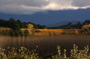 Franjas naturales en una vista desde las proximidades de Arganza, El Bierzo, León, Castilla y León, España.