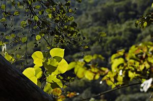 ojas de aliso y álamo en las proximidades de Cabeza de Campo, Sobrado, El Bierzo, León, Castilla y León, España.