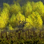 SERIE : BAJO OTRA MIRADA (II) – Otoño (9)