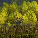 SERIE : BAJO OTRA MIRADA (II) – Otoño (9)