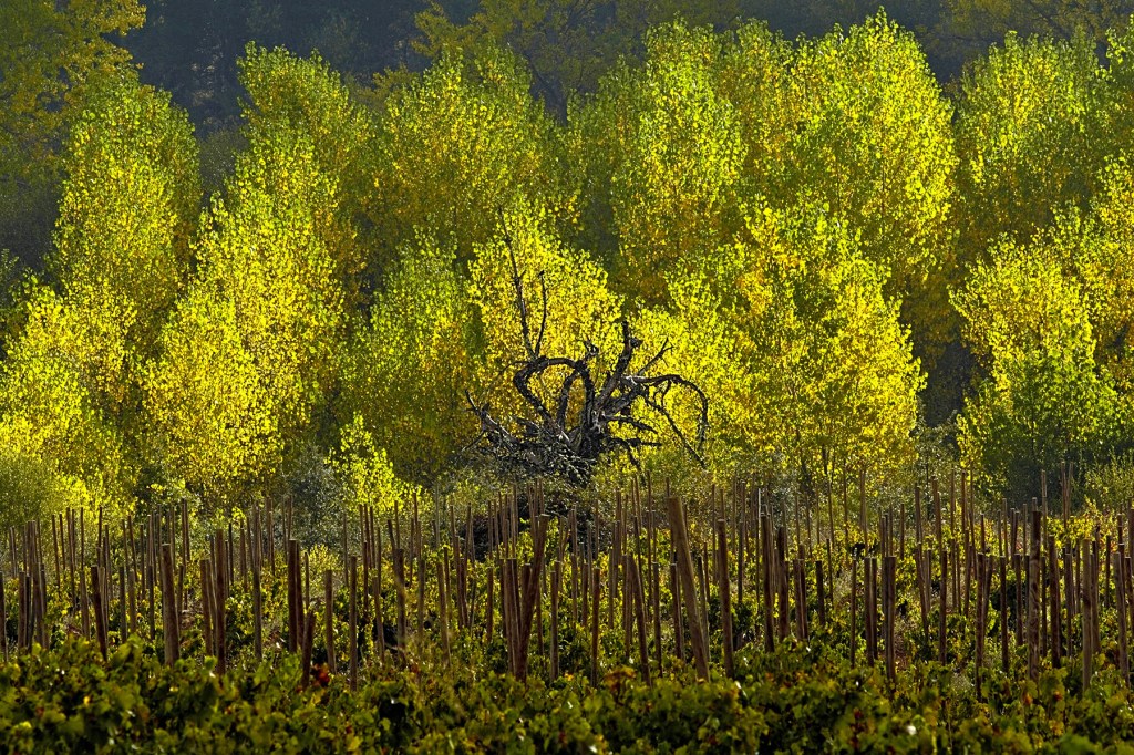 Inmediaciones de Magaz de Abajo, Camponaraya, El Bierzo, León, Castilla y León, España.
