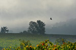 La niebla contrasta con los viñedos en otoño en las inmediaciones de Arganza, El Bierzo, León, Castilla y León, España.