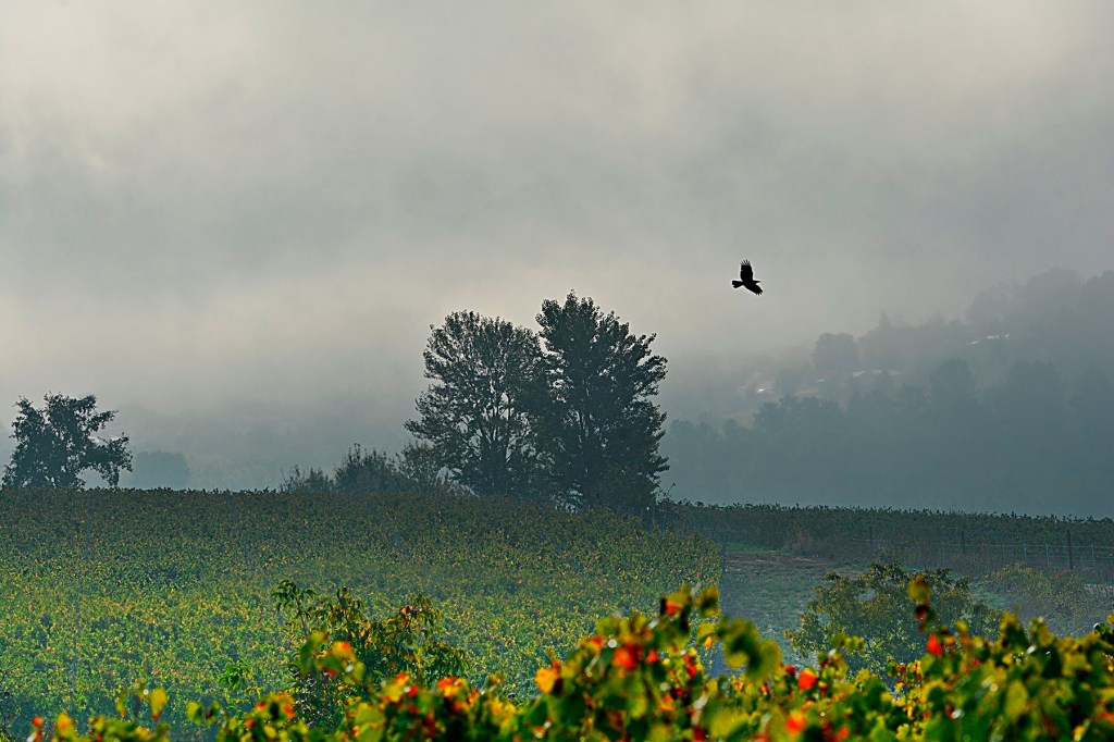 La niebla contrasta con los viñedos en otoño en las inmediaciones de Arganza, El Bierzo, León, Castilla y León, España.