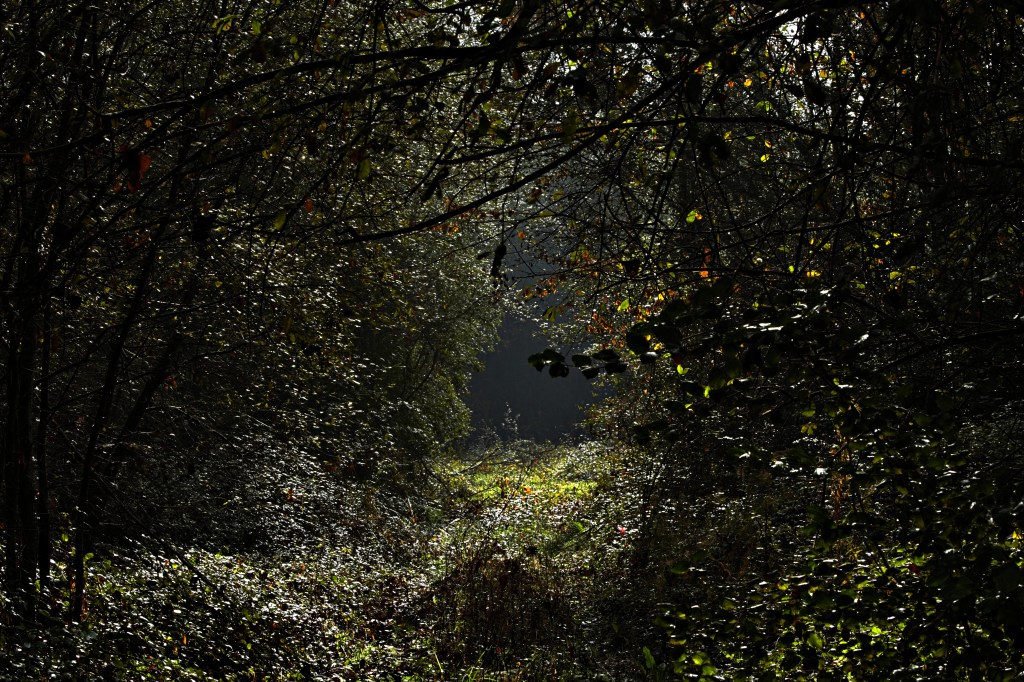 En las cercanías de Magaz de Arriba, Arganza, El Bierzo, León, Castilla y León, España.