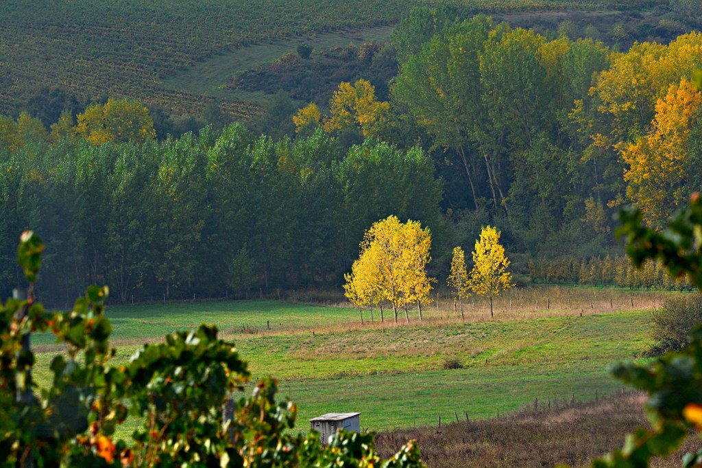 En las proximidades de la villa de Cacabelos, El Bierzo, León, Castilla y León, España.