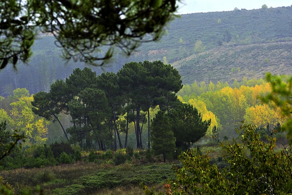 Desde las Inmediaciones de Canedo, Arganza, El Bierzo, León, Castilla y León, España.