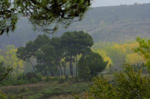 Desde las: Inmediaciones de Canedo, Arganza, El Bierzo, León, Castilla y León, España.