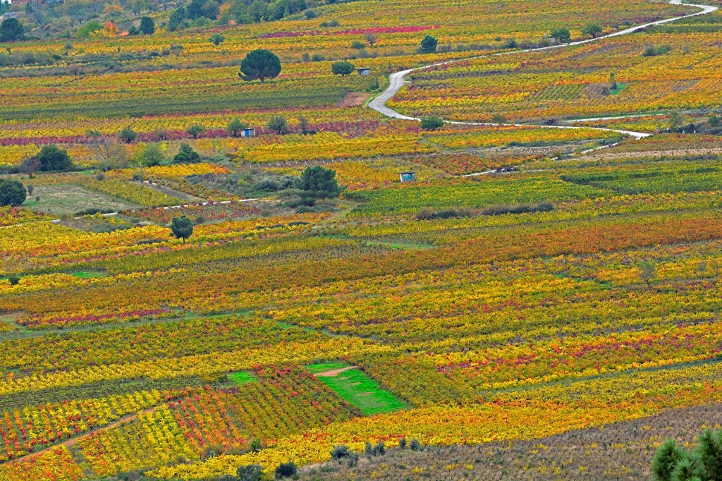 Alfombra multicolor de viñedos en tierras de Pieros, Cacabelos, El Bierzo, León, Castilla y León, España.