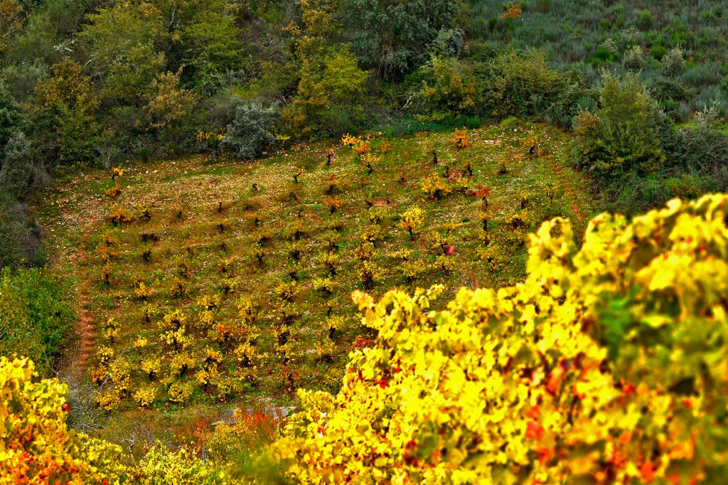 Pequeño viñedo de San Clemente, Cacabelos, El Bierzo, León, Castilla y León, España.