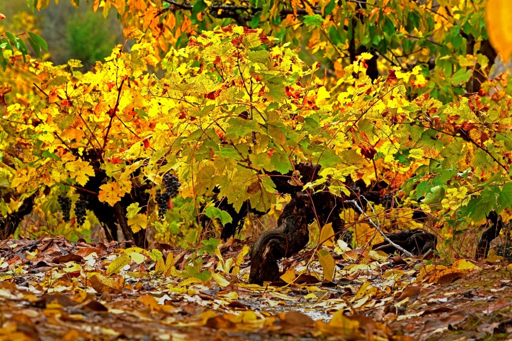Vides y racimos de Magaz de Arriba, Arganza, El Bierzo, León, Castilla y León, España.