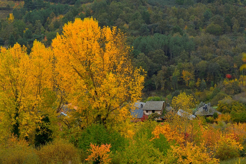 Casas de San Clemente rodeadas del otoño en San Clemente, Cacabelos, El Bierzo, León, Castilla y León, España.