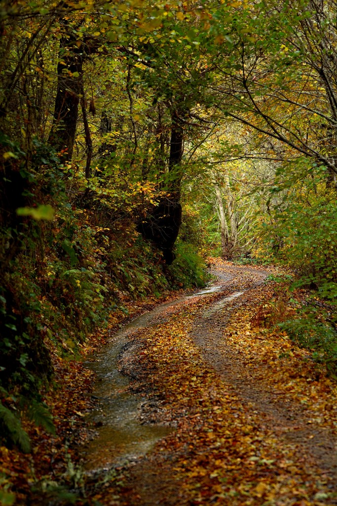 Camino hacia Burbia desde Aira da Pedra, Villafranca del Bierzo, El Bierzo, León, Castilla y León, España.