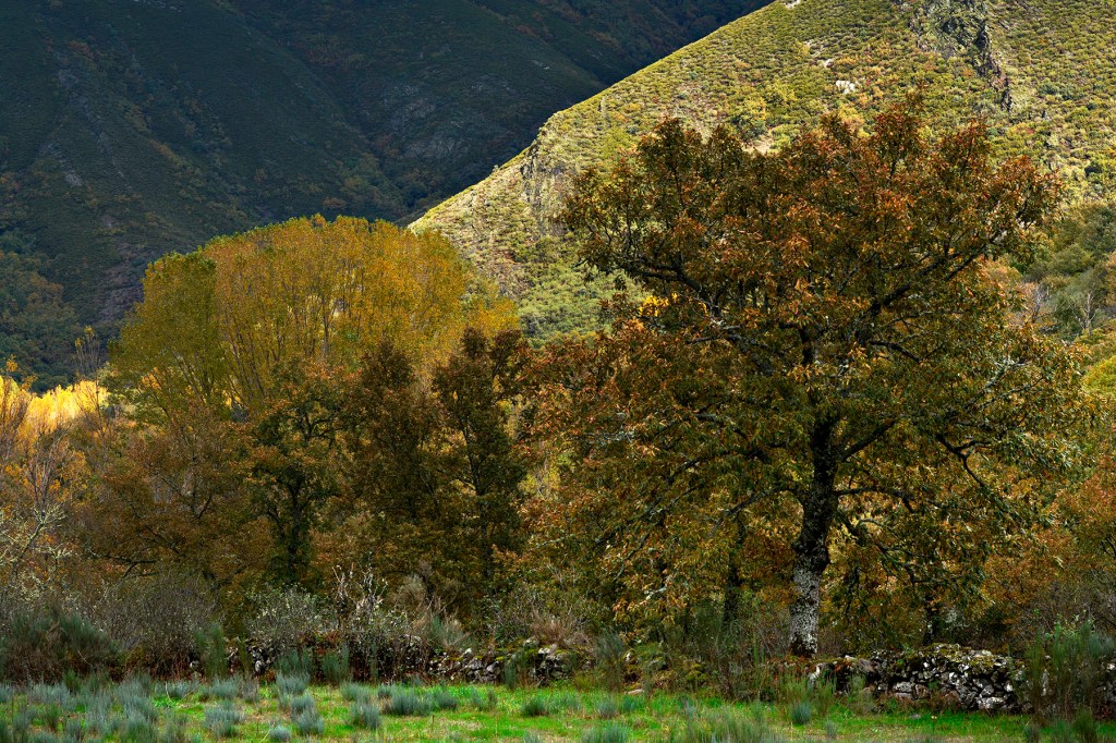 Inmediaciones de Burbia, Vega de Espinareda, El Bierzo, León, Castilla y León, España.