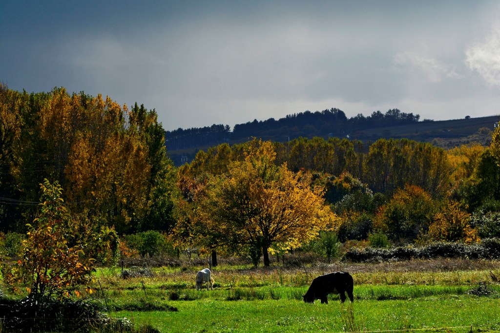 Prado de Quilós, Cacabelos, El Bierzo, León, Castilla y León, España.