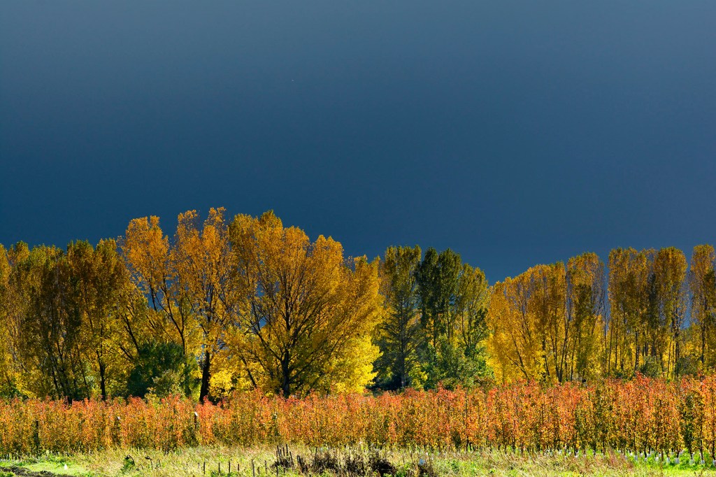 Contraluz en los álamos y nubes de tormenta en Quilós, Cacabelos, El Bierzo, León, Castilla y León, España.