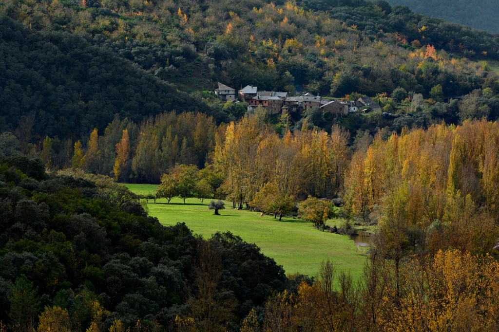 Privilegiado poblado con el río Sil a sus pies, verdes prados con ganado vacuno y, lo que parece ser un solitario olivo en su centro, Valiña, Toral de los Vados, El Bierzo, León, Castilla y León, España.
