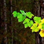 SERIE : BAJO OTRA MIRADA (II) – Otoño (13)
