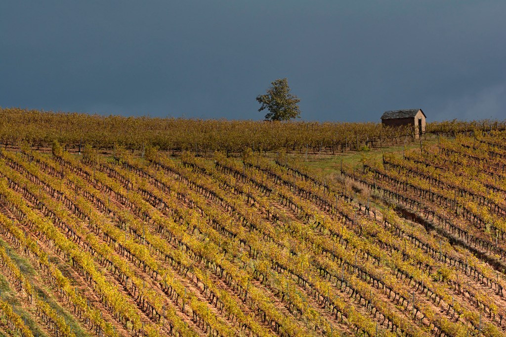 Viñedos de Valtuille de Arriba, Villafranca del Bierzo, El Bierzo, León, Castilla y León, España.