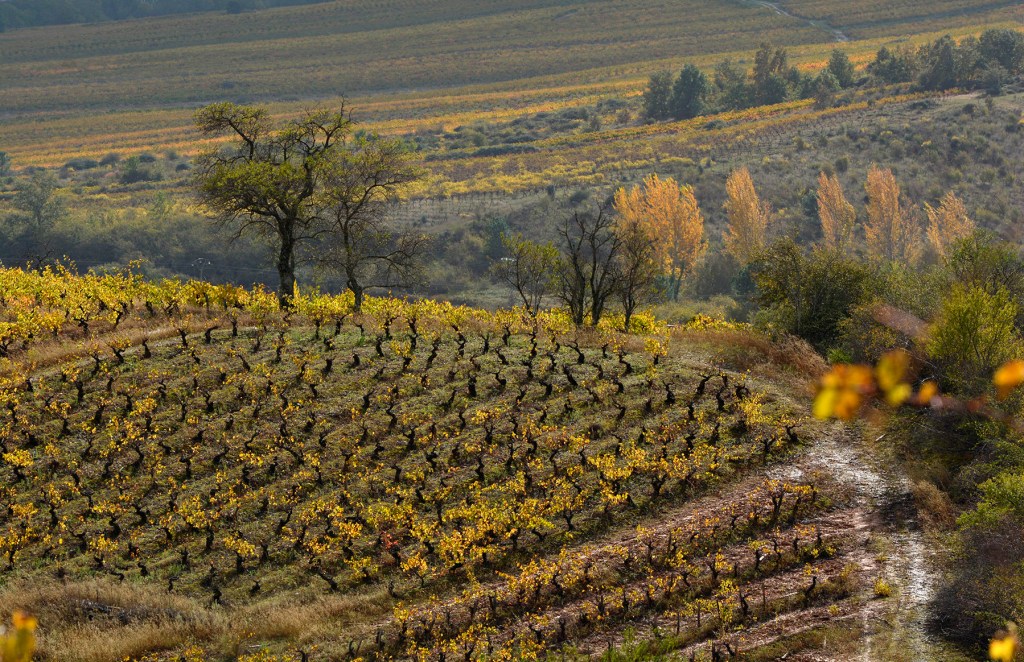 Viñedos de Valtuille de Abajo, Villafranca del Bierzo, El Bierzo, León, Castilla y León, España.