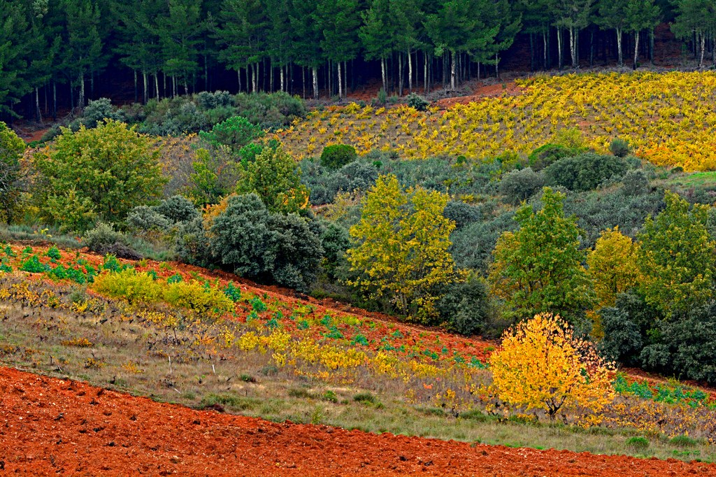 Otoño en Magaz de Abajo, Camponaraya, El Bierzo, León, Castilla y León, España.