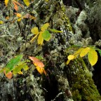 SERIE : BAJO OTRA MIRADA (II) – Otoño (13)