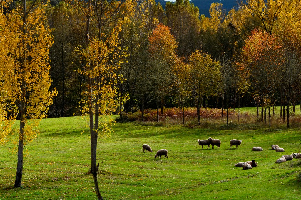 En las proximidades de San Pedro de Olleros, Vega de Espinareda, El Bierzo, León, Castilla y León, España.