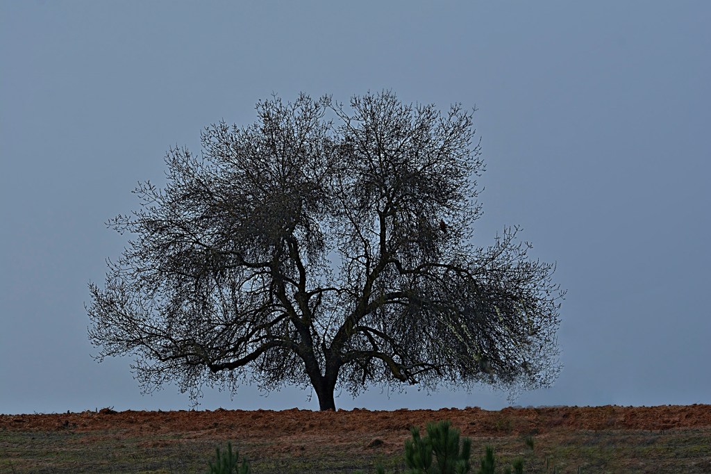 Inmediaciones de Arganza, El Bierzo, León, Castilla y León, España.